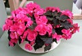 Pink flowers of Begonia Ãâ tuberhybrida.